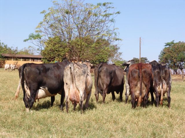 vacas-Girolando vacas-Girolando