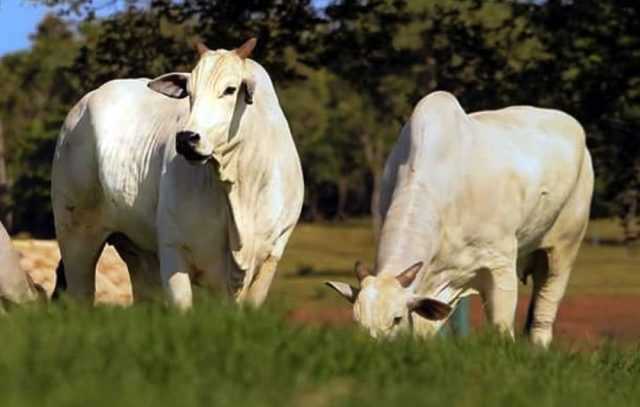 vacas-nelore-pastando Vacas Nelore