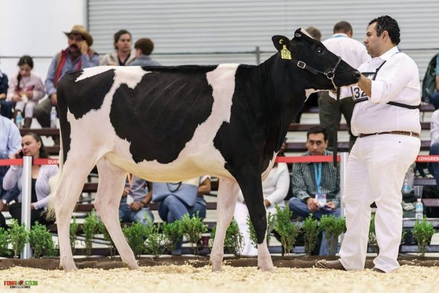 Vaca Holandesa Vaca Holandesa