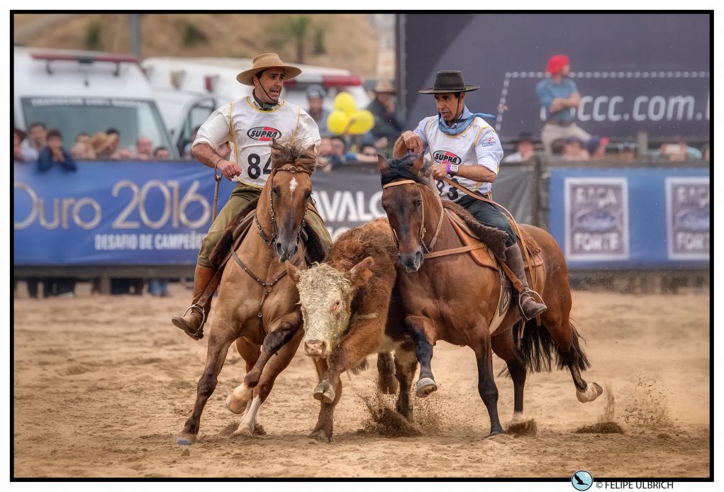 Cavalo Criolo