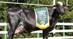 154-FIV-SANCHEZ-vaca-girolando