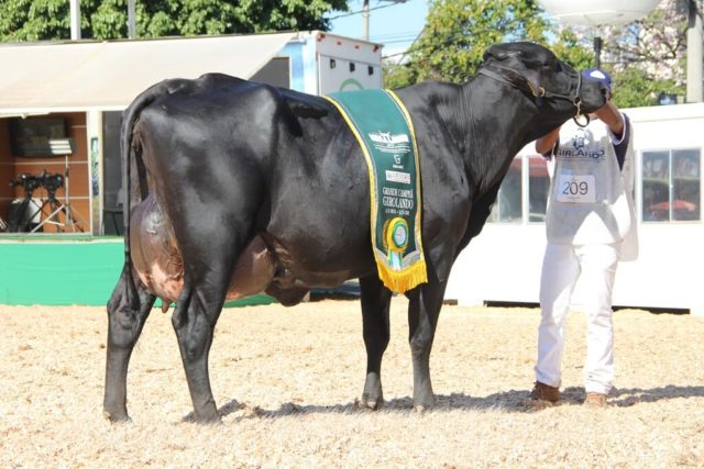 154-FIV-Sanchez-vaca-Girolando-meio-sangue 154-FIV-Sanchez-vaca-Girolando-meio-sangue
