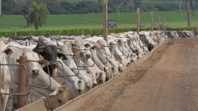 Foto: Reprodução / Confinamento Monte Alegre
