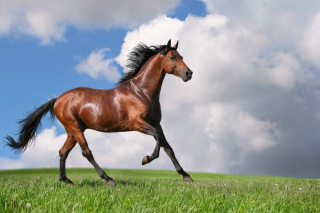 Cavalo Cavalo