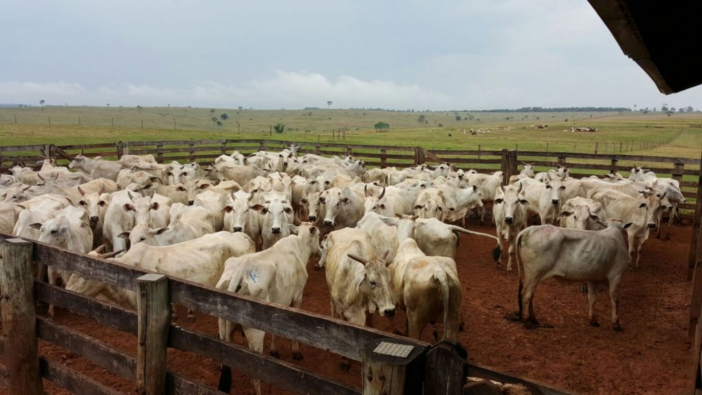 fazenda