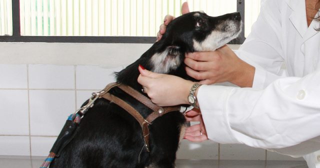 Administração para veterinários Administração para veterinários