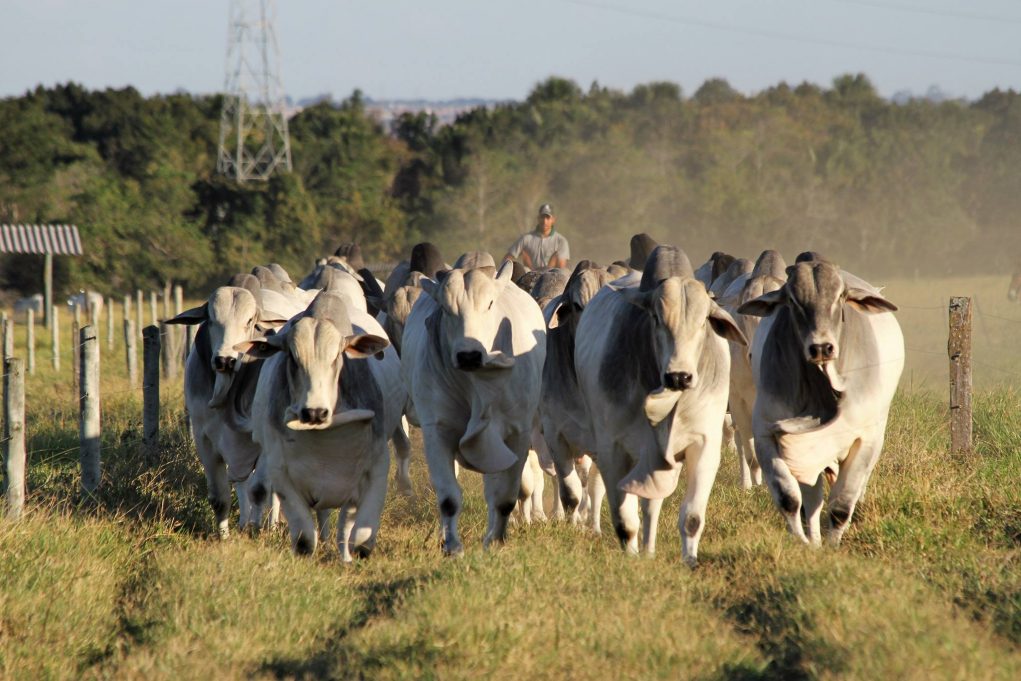 Qual destino dessa boiada? #pecuariabrasil🇧🇷🐂🐂🐂🐂 #viralizando #v