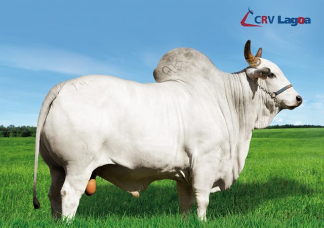 CFM Orgulho ultrapassa 250 mil doses produzidas e entra para o seleto grupo Palheta de Ouro da CRV Lagoa CFM Orgulho ultrapassa 250 mil doses produzidas e entra para o seleto grupo Palheta de Ouro da CRV Lagoa