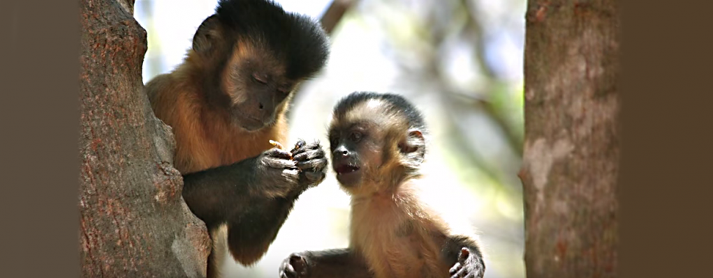 Cena de comportamento de macacos-prego na Fazenda Boa Vista 