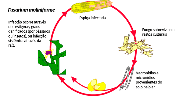 Doença de grãos