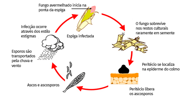 Doença de grãos