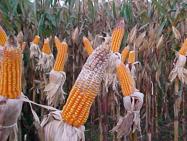 Doenças de graos