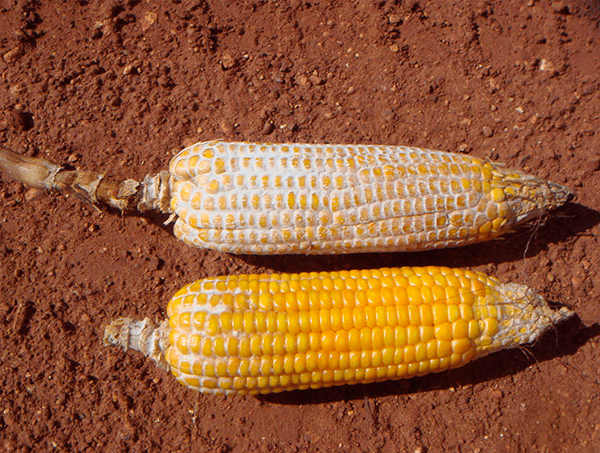 Doença de grãos