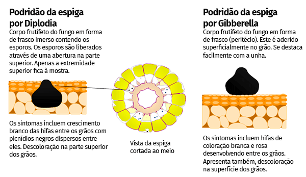 Doença do milho