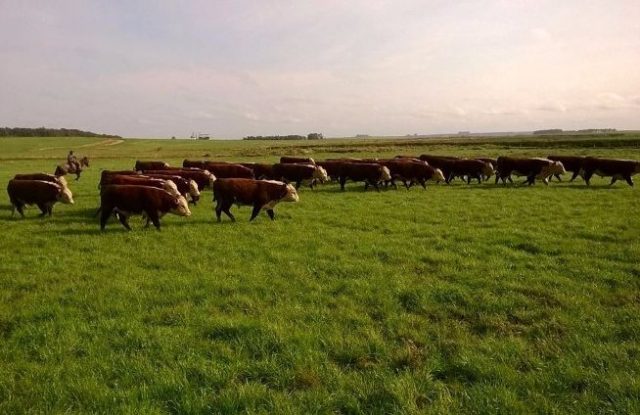Investimento em genética melhoradora garante retorno ao pecuarista Investimento em genética melhoradora garante retorno ao pecuarista