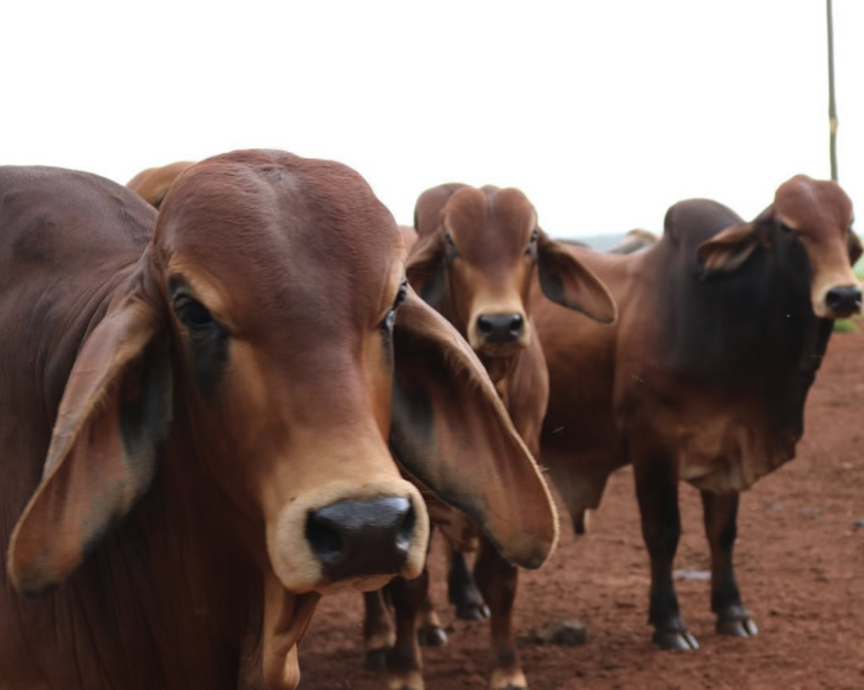 Brahman Vermelho