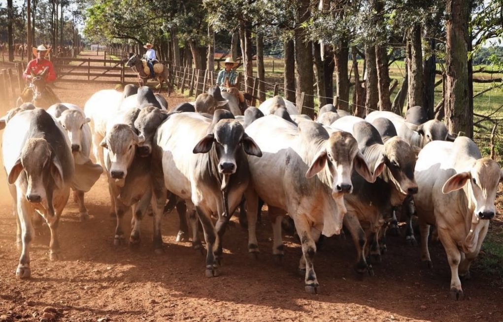 Leilao-da-Prata-Agropecuaria-Touros-curral