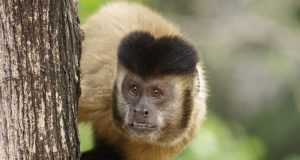 Macaco-prego
