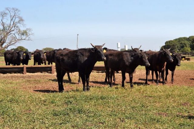 No Japão, Wagyu recebe massagem, toma cerveja e ouve música clássica No Japão, Wagyu recebe massagem, toma cerveja e ouve música clássica