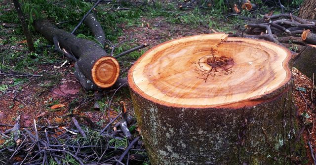 Pesquisadores-brasileiros-e-norte-americanos-participam-do-projeto-Getting-ranchers-to-reforest-riparian-areas-a-ser-empreendido-em-áreas-de-mata-ciliar Pesquisadores brasileiros e norte-americanos participam do projeto Getting ranchers to reforest riparian areas, a ser empreendido em áreas de mata ciliar – Foto: George Campos/USP Imagens