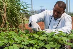 USP Agronomia