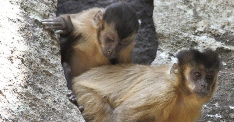 Macaco-prego (Sapajus libidinosus). Uma fêmea adulta e um juvenil registrados no Parque Nacional Serra da Capivara