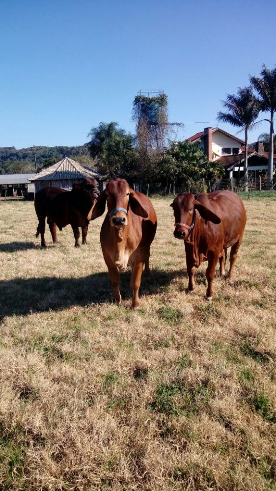 Fazenda de Gado Zebu