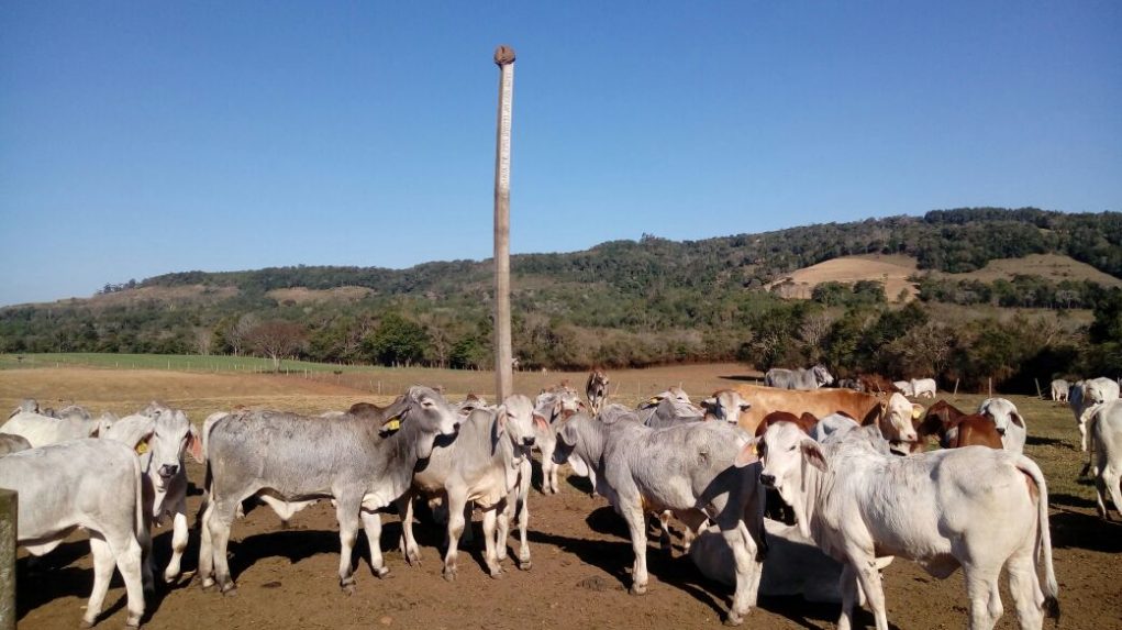 Fazenda de Gado Zebu