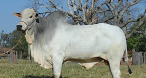 Zebu