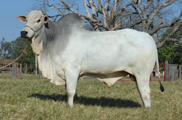 Zebu Zebu