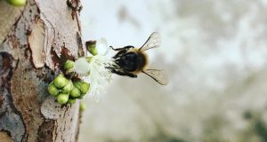 abelha-polinizando-jaboticabeira