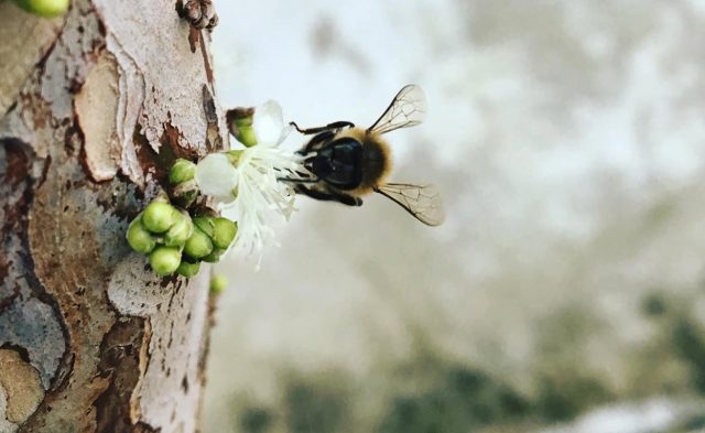 abelha-polinizando-jaboticabeira abelha-polinizando-jaboticabeira