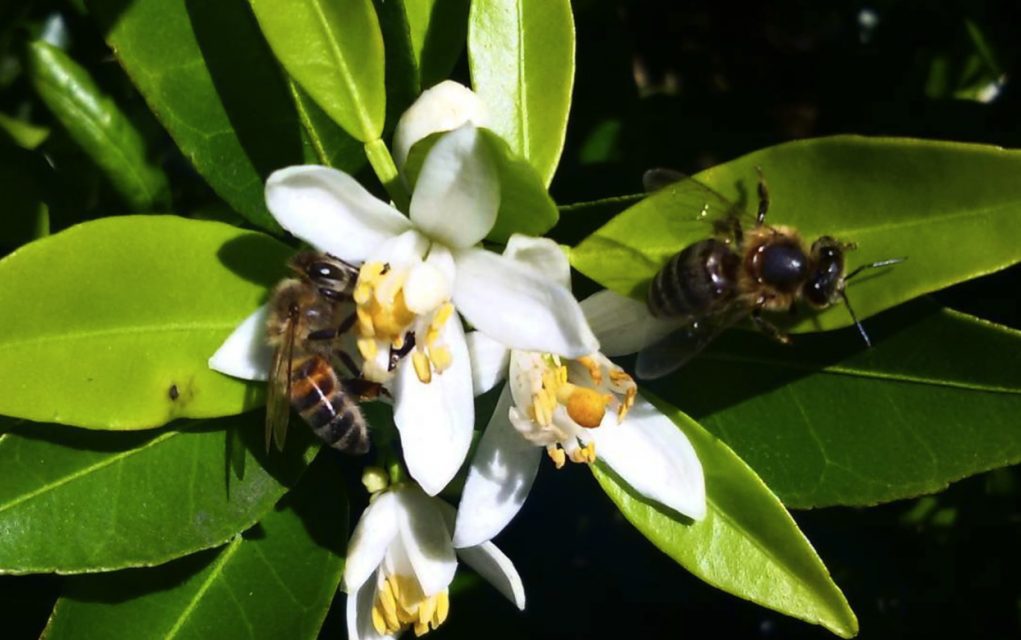 abelhas-polinizando-flores