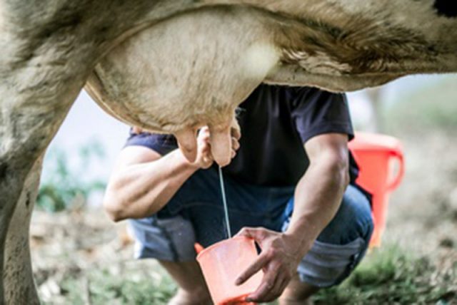 Ordenhar vaca Ordenhar vaca