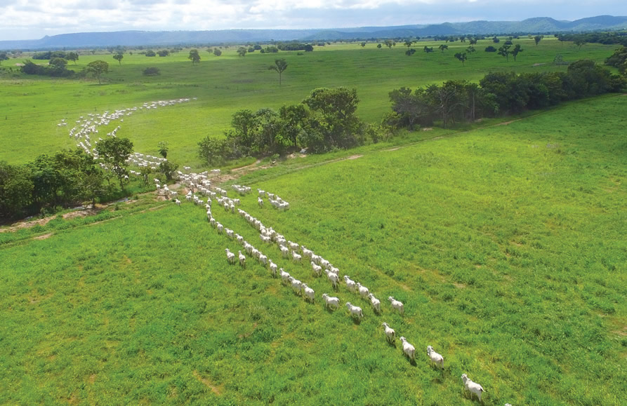 agropecuaria-jacarezinho-pantanal