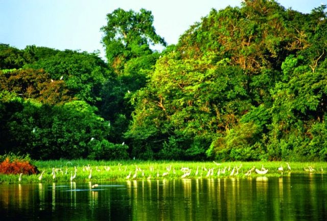 Amazonas Amazonas
