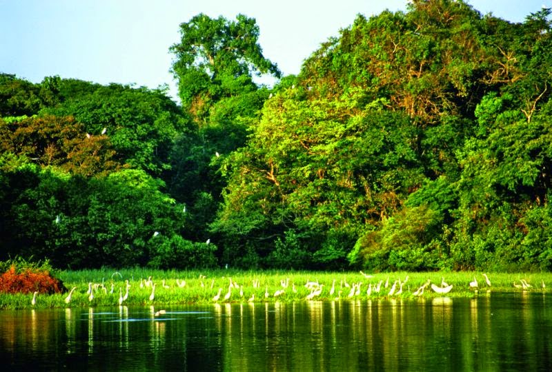 Amazonas