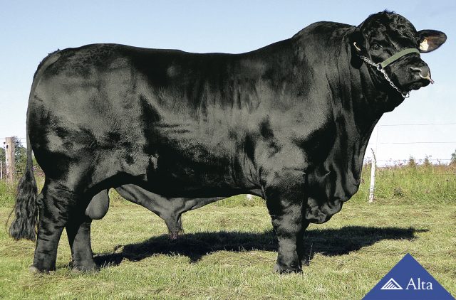 Angus Angus