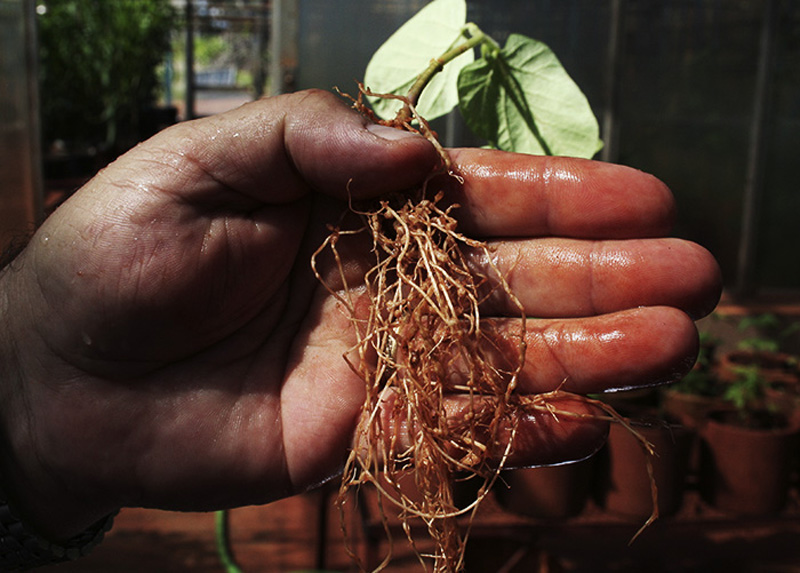 Extratos naturais contra nematoides