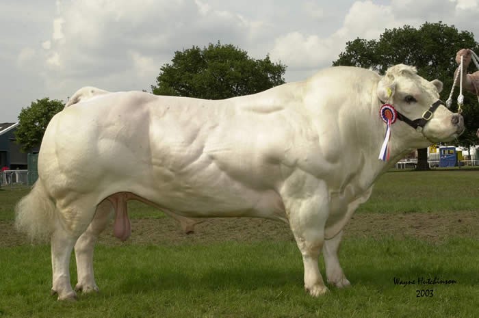 belgian-blue