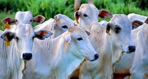 tuberculose bovina