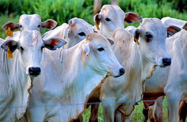 tuberculose bovina tuberculose bovina