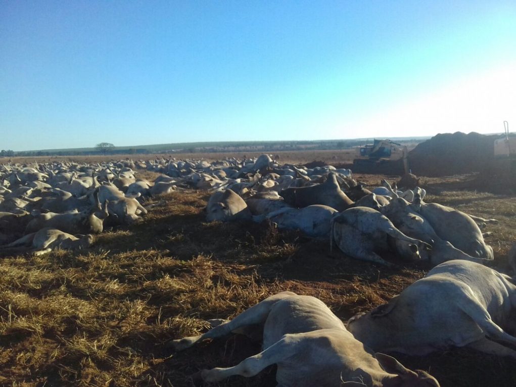 Capim mata cavalos e pode causar prejuízos - CompreRural