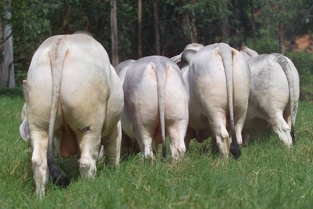 brahman-do-rio-grande-do-sul brahman-do-rio-grande-do-sul