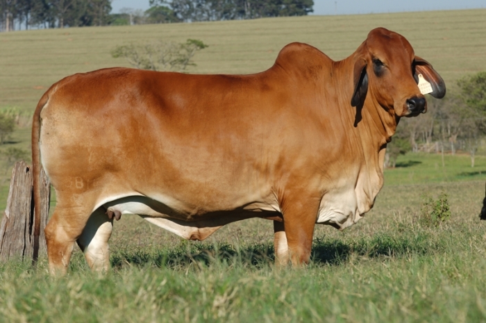 brahman-vermelho-rio-grande-do-sul