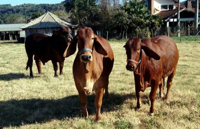brahmansul-brahman-vermelho brahmansul-brahman-vermelho