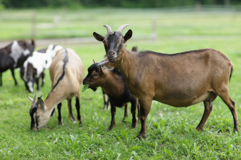 cabras-com-cabritos