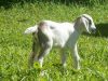 cabrito-caprinos
