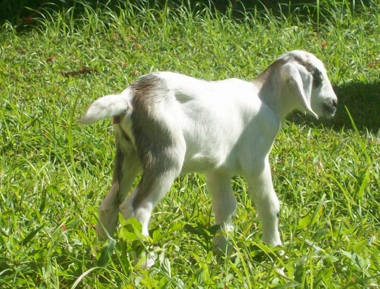 cabrito-caprinos