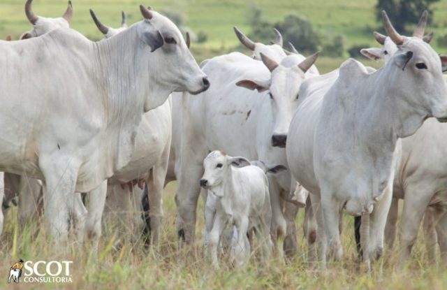 A implantação da IATF traz um retorno econômico de 25,0% para a fazenda A implantação da IATF traz um retorno econômico de 25,0% para a fazenda